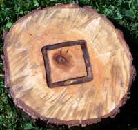 SmokinLicious® uses the heartwood of the tree which we have outlined  on our tree slice! The bark and outter rings are not used in our products!
